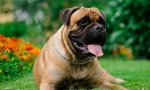 Bullmastiff